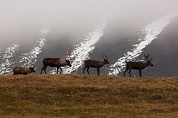 �������� ����� (Rangifer tarandus) ���������� ����