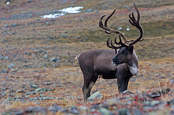 �������� ����� (Rangifer tarandus) ���������� ����