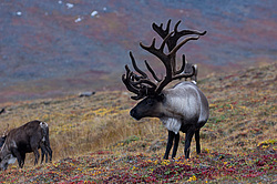 �������� ����� (Rangifer tarandus) ���������� ����