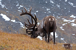 �������� ����� (Rangifer tarandus) ���������� ����