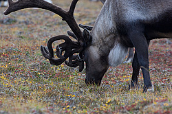 �������� ����� (Rangifer tarandus) ���������� ����