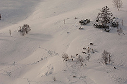 �������� ����� (Rangifer tarandus) ���������� ����
