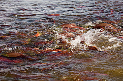 ��� ������� �� ������, ���������� �����, ���������� ����