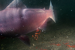 ����������� ��������� ���, ���������� �����, ���������� ����