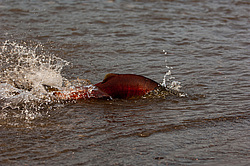 ��� ������� �� ������, ���������� �����, ���������� ����