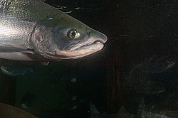 ��� ������� �� ������, ���������� �����, ���������� ����