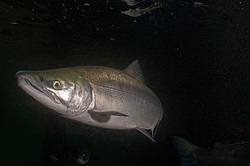 ��� ������� �� ������, ���������� �����, ���������� ����