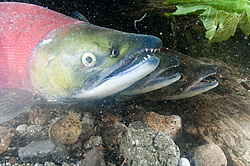 ��� ������� �� ������, ���������� �����, ���������� ����