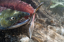 ��� ������� �� ������, ���������� �����, ���������� ����