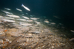 ������ ���������, ���������� �����, ���������� ����