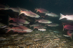 ��� ������� �� ������, ���������� �����, ���������� ����