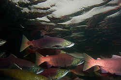 ��� ������� �� ������, ���������� �����, ���������� ����