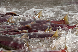 ��� ������� �� ������, ���������� �����, ���������� ����