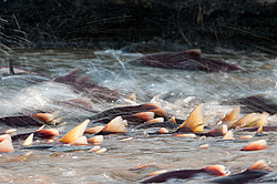 ��� ������� �� ������, ���������� �����, ���������� ����