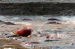 ��� ������� �� ������, ���������� �����, ���������� ����