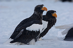 ���������� ����� (Haliaeetus pelagicus) ���������� ����