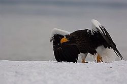 ���������� ����� (Haliaeetus pelagicus) ���������� ����