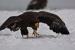���������� ����� (Haliaeetus pelagicus) ���������� ����
