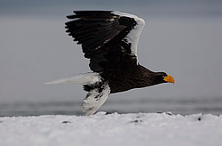 ���������� ����� (Haliaeetus pelagicus) ���������� ����