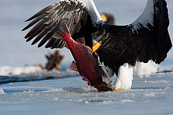 ���������� ����� (Haliaeetus pelagicus) ���������� ����