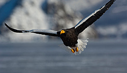 ���������� ����� (Haliaeetus pelagicus)� ������. ���� �� ���������� �����, ����� ��������