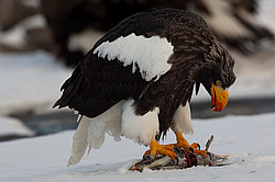 ���������� ����� (Haliaeetus pelagicus) ���������� ����