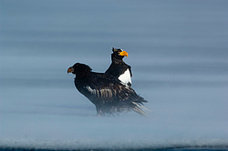 ���������� ����� (Haliaeetus pelagicus) ���������� ����
