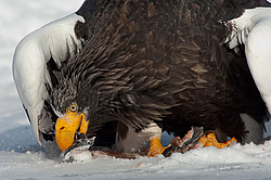 ���������� ����� (Haliaeetus pelagicus) ���������� ����