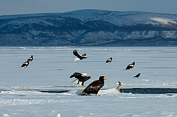 ���������� ����� (Haliaeetus pelagicus) ���������� ����