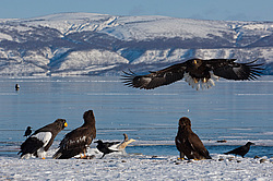 ���������� ����� (Haliaeetus pelagicus) ���������� ����