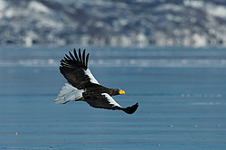 ���������� ����� (Haliaeetus pelagicus) ���������� ����