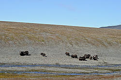 ������� (Ovibos moschatus), �����. ������ ��������, ������