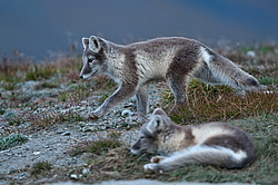 ����� (Alopex lagopus), ������� ����� ���� � �������� ���� �����������. ������ ��������, ������