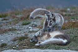 ����� (Alopex lagopus), ������� ����� ���� � �������� ���� �����������. ������ ��������, ������