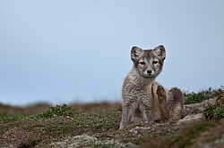 ����� (Alopex lagopus), ������� ����� ���� � �������� ���� �����������. ������ ��������, ������