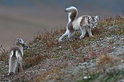 ����� (Alopex lagopus), ������� ����� ���� � �������� ���� �����������. ������ ��������, ������