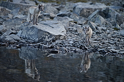 ����� (Alopex lagopus), ������� ����� ���� � �������� ���� �����������. ������ ��������, ������
