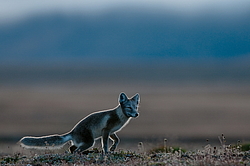 ����� (Alopex lagopus), ������� ����� ���� � �������� ���� �����������. ������ ��������, ������