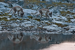 ����� (Alopex lagopus), ������� ����� ���� � �������� ���� �����������. ������ ��������, ������