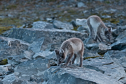 ����� (Alopex lagopus), ������� ����� ���� � �������� ���� �����������. ������ ��������, ������
