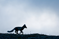 ����� (Alopex lagopus), ������� ����� ���� � �������� ���� �����������. ������ ��������, ������