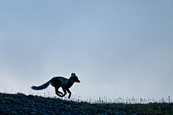 ����� (Alopex lagopus), ������� ����� ���� � �������� ���� �����������. ������ ��������, ������