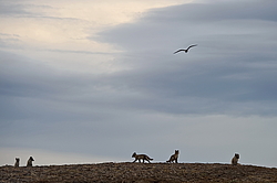 ����� (Alopex lagopus), ������� ����� ���� � �������� ���� �����������. ������ ��������, ������