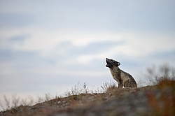 ����� (Alopex lagopus), ������� ����� ���� � �������� ���� �����������. ������ ��������, ������