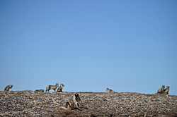 ����� (Alopex lagopus), ������� ����� ���� � �������� ���� �����������. ������ ��������, ������