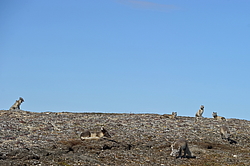 ����� (Alopex lagopus), ������� ����� ���� � �������� ���� �����������. ������ ��������, ������