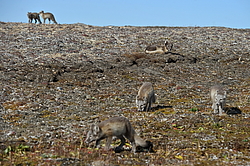 ����� (Alopex lagopus), ������� ����� ���� � �������� ���� �����������. ������ ��������, ������