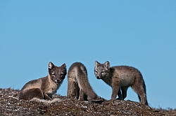����� (Alopex lagopus), ������� ����� ���� � �������� ���� �����������. ������ ��������, ������