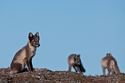 ����� (Alopex lagopus), ������� ����� ���� � �������� ���� �����������. ������ ��������, ������
