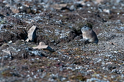 ����� (Alopex lagopus), ������� ����� ���� � �������� ���� �����������. ������ ��������, ������